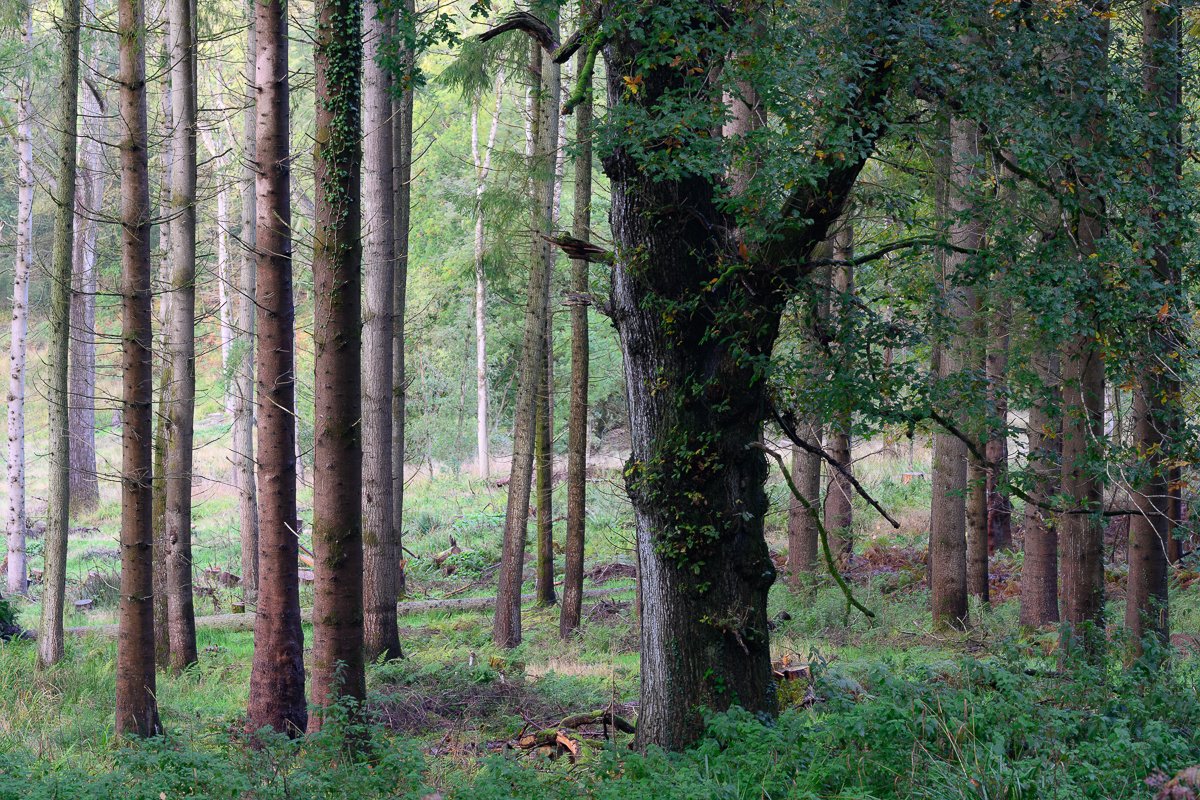 Great Bradley Woods