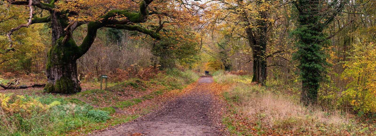 Savernake Forest