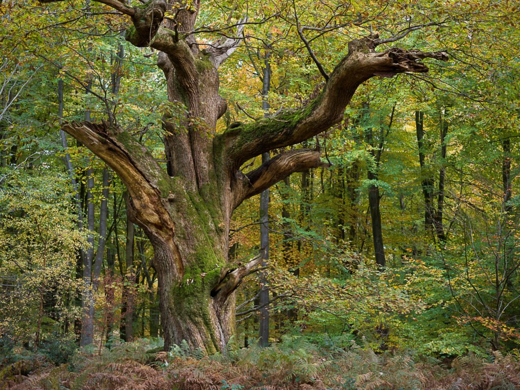 Savernake Forest, Wiltshire