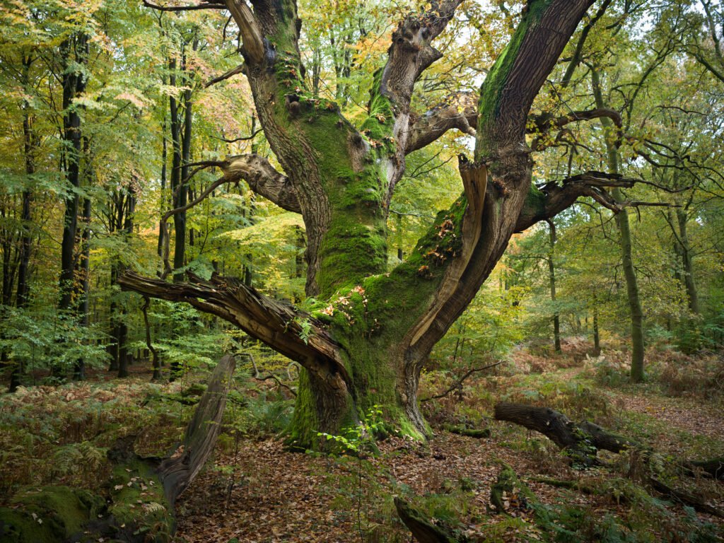 Savernake Forest, Wiltshire