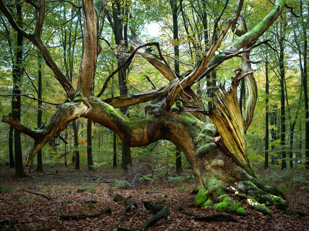 Savernake Forest, Wiltshire