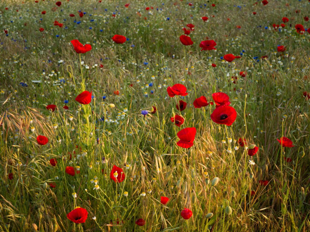 Wiltshire